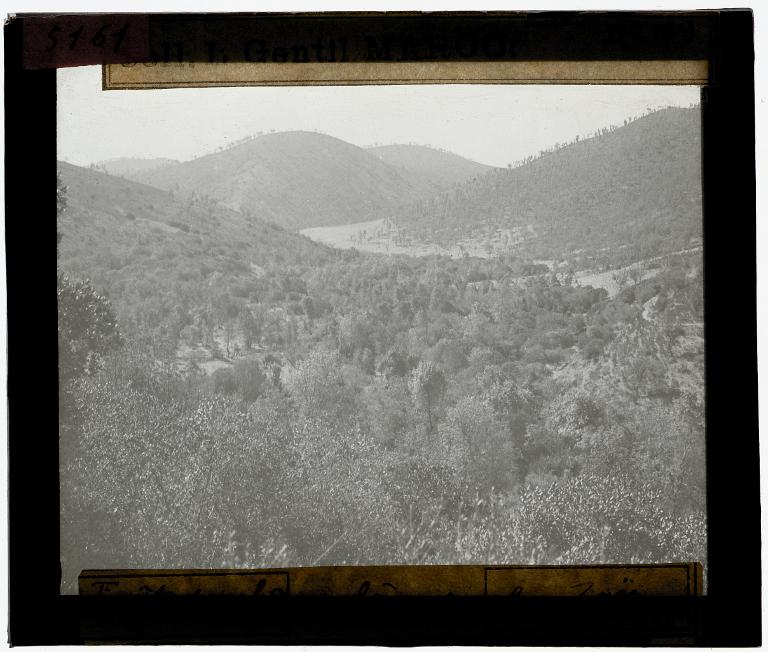 Forêt de chênes-liège dans les Zaër