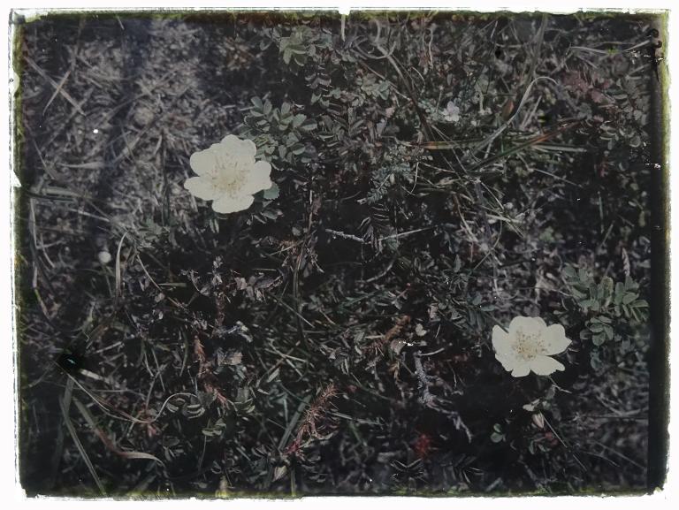 Flore