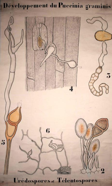 Développement du Puccinia graminis