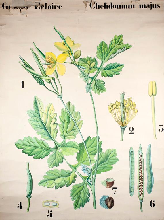 Grande Eclaire Chelidonium majus