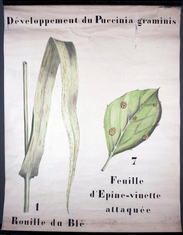 Developpement du Puccinia graminis