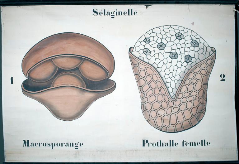 Sélaginelle