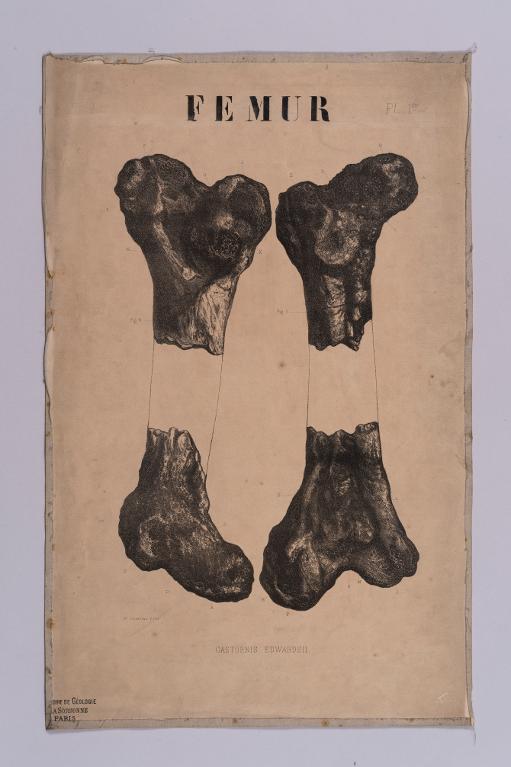 Gastronis edwardsii Fémur pl 1