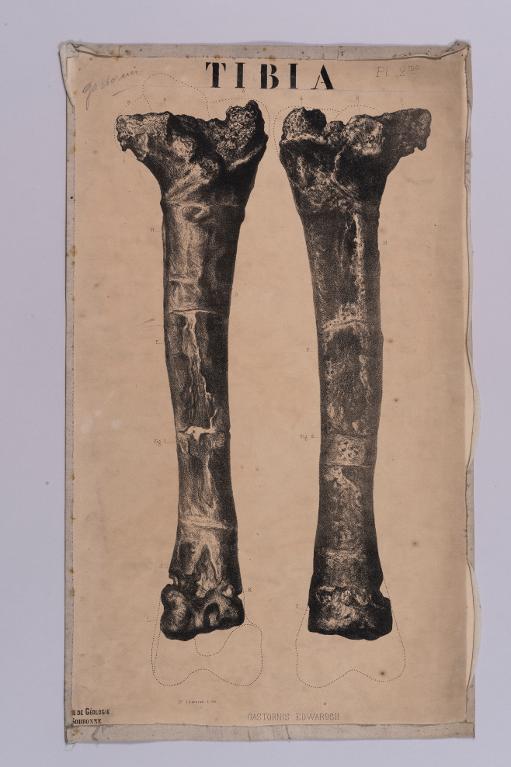 Gastronis edwardsii Tibia pl 2