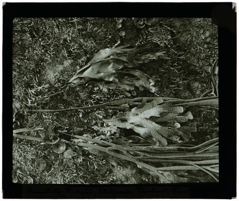 Himanthalia, Fucus serratus, Rhodymenia, Chondrus ...