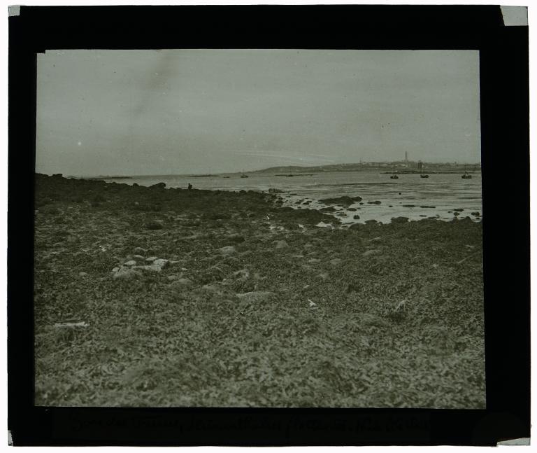 Zone des Fucus et Himanthalies flottantes au nord de l'île Verte