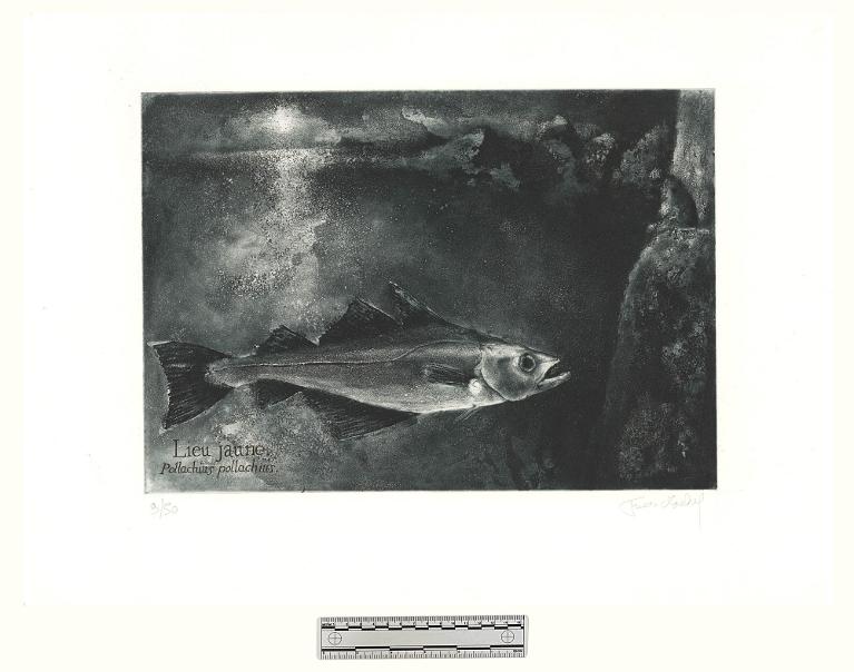 Lieu jeune, Pollachius pollachius