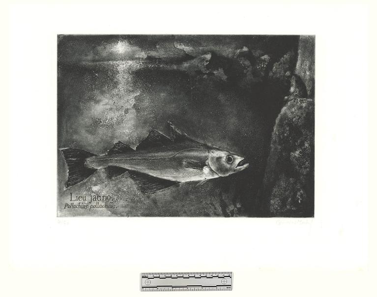 Lieu jeune, Pollachius pollachius
