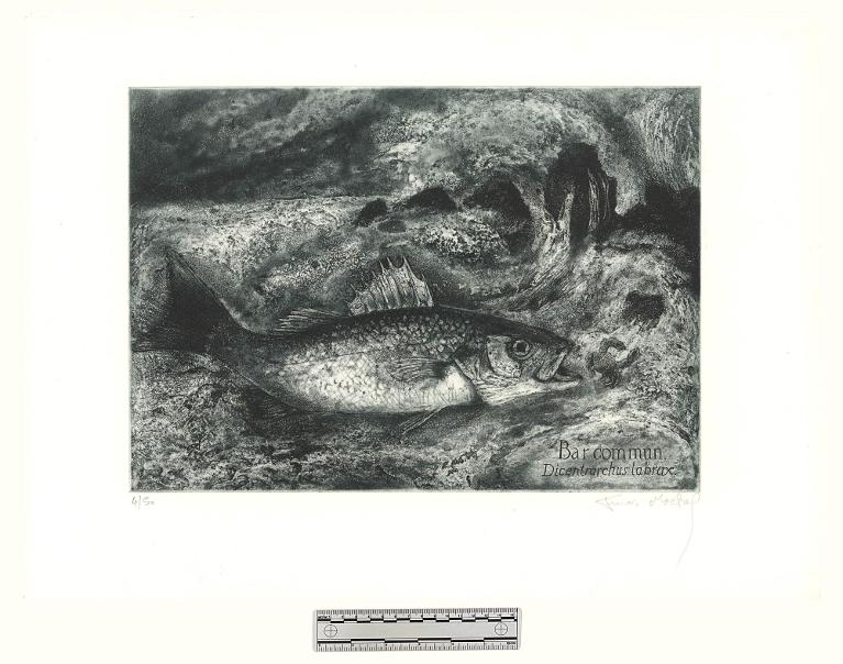 Bar commun, Dicentrarchus labrax