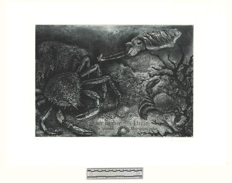 Araignée de mer, Maia squinado - Etrille, Macropi puber