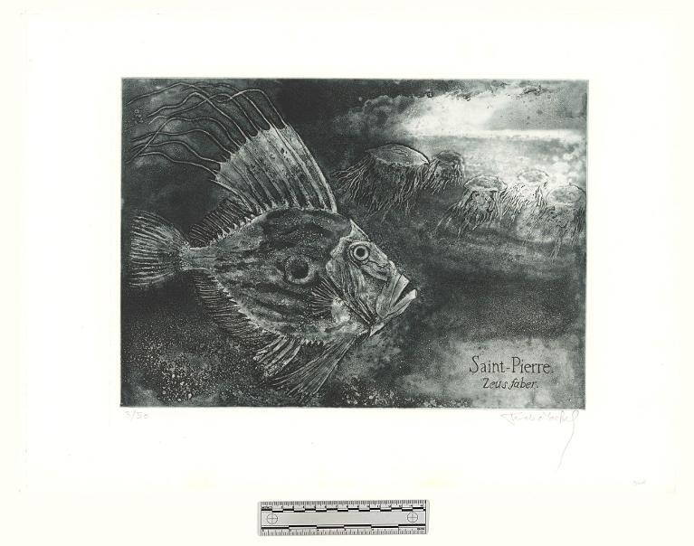 Saint-Pierre, Zeus faber